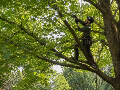 Tree canopy after a crown thinning service