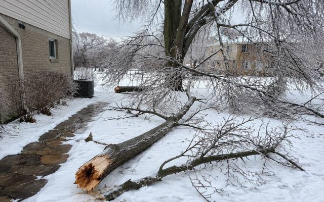Dead branch being lowered safely by rope