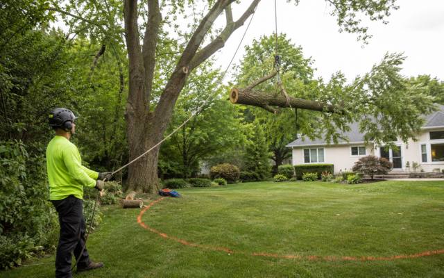 Large tree section being lowered during a removal