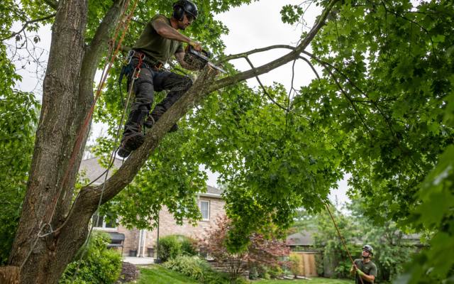 Climber pruning branches high in a tree canopy